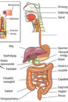 12. Az emésztőrenszeri problémák esetén alkalmazható gyógynövények